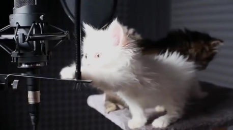 котята поют песню Yiruma - River Flows In You